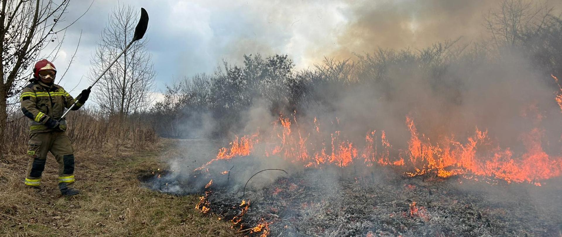 To zdjęcie uchwyciło dramatyczną scenę walki z pożarem nieużytków, co jest niestety częstym widokiem wczesną wiosną. Oto szczegółowy opis:
Centralny motyw: Pożar i walka z ogniem
Na pierwszym planie, po lewej stronie, widać strażaka Państwowej Straży Pożarnej (PSP) w pełnym rynsztunku bojowym – ma na sobie piaskowy mundur (typu NOMEX), czerwony hełm z opuszczoną przyłbicą oraz rękawice.
Narzędzie: Strażak trzyma w dłoniach tłumicę (specjalne narzędzie na długim drążku zakończone elastycznym materiałem), którą uderza w ogień, aby odciąć dopływ tlenu i zdusić płomienie.
Linia ognia: Przed strażakiem rozciąga się pas płonącej trawy. Płomienie są intensywne, pomarańczowe i żółte, a w górę unoszą się kłęby gęstego, szarego i białego dymu.
Krajobraz i zniszczenia
Podłoże: Widać wyraźny kontrast między suchą, żółto-brązową trawą, która jeszcze nie zajęła się ogniem, a czarnym, zwęglonym pogorzeliskiem pokrytym popiołem.
Tło: Za linią ognia znajdują się bezlistne krzewy i drzewa, które są bezpośrednio zagrożone przez żywioł. Dym przesłania horyzont, tworząc ciężką, duszną atmosferę.
Warunki atmosferyczne
Niebo jest zachmurzone, a przez warstwę chmur przebijają się chłodne odcienie błękitu i szarości. Oświetlenie jest naturalne, ale przyciemnione przez dym, co potęguje wrażenie powagi sytuacji.