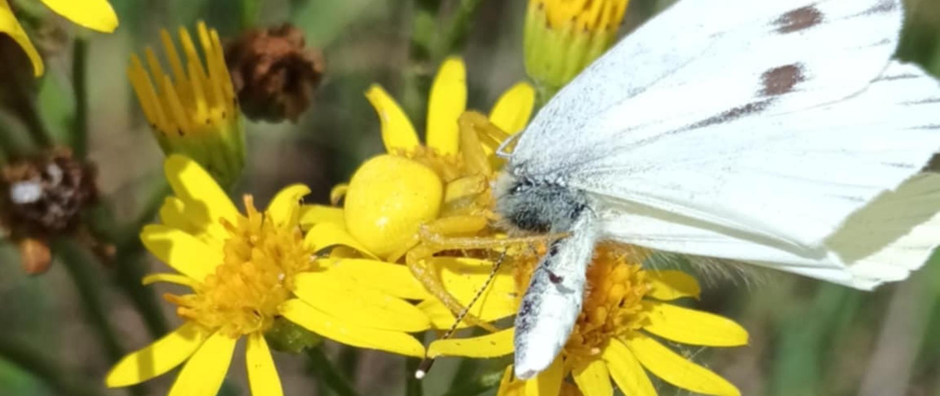 Zdjęcie przedstawia pająka kwietnika ze swojeą ofiarą.