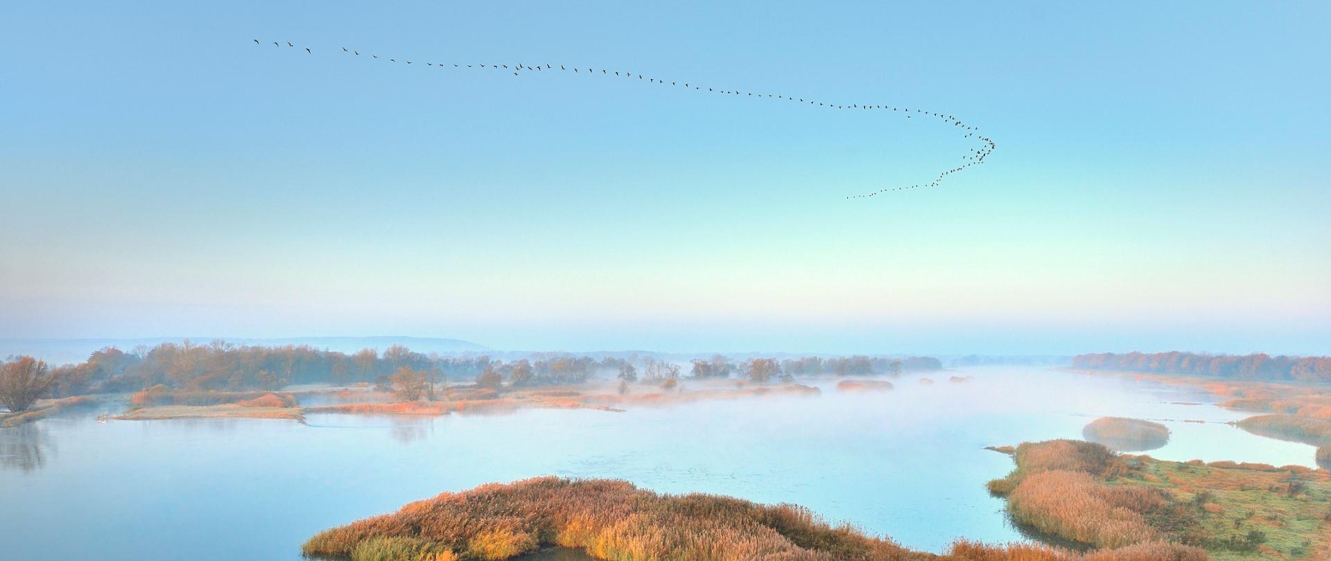 poranne rozloty z rozlewiska