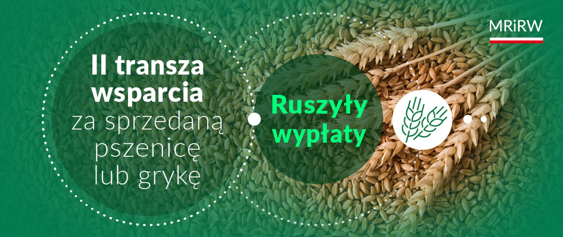 kłosy zboża i ziarno