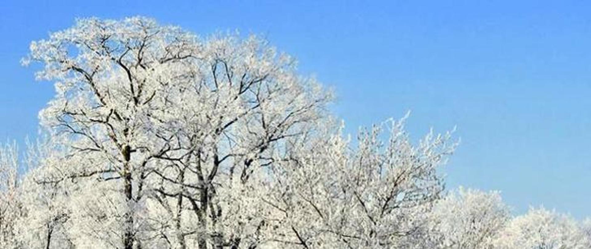 Zdjęcie przedstawia wierzchołki drzew bez liści w pogodny dzień. Oprócz najgrubszych konarów wszystkie gałęzie pokryte są szronem. W tle błękitne niebo.