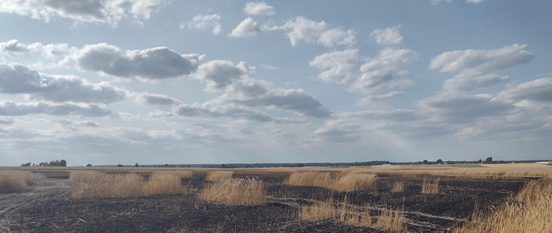 POŻAR ZBOŻA W BOROWIE [19.07.2023] 