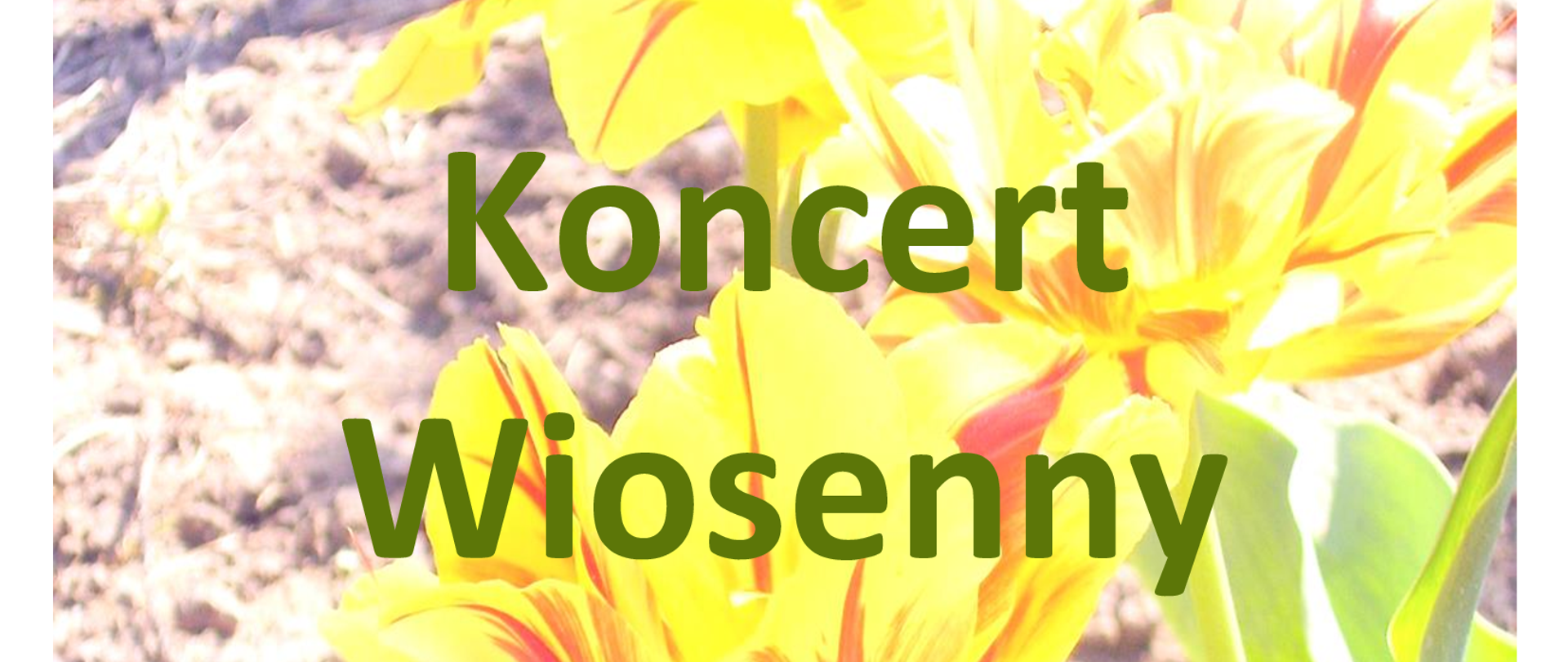 na kolorowym kwiatowym tle zaproszenie na koncert wiosenny 19 kwietnia 2026 godzina 16,00 MDK Koło