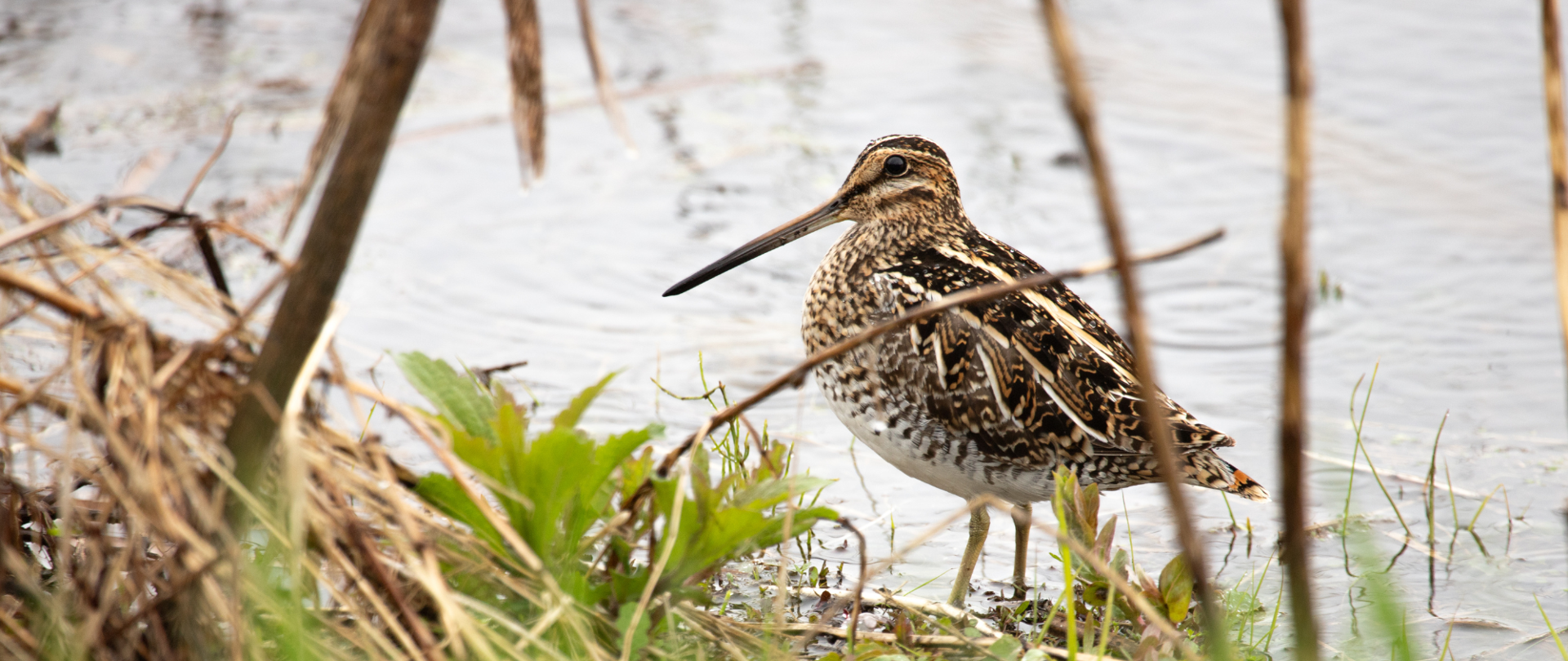 Kszyk na mokradłach