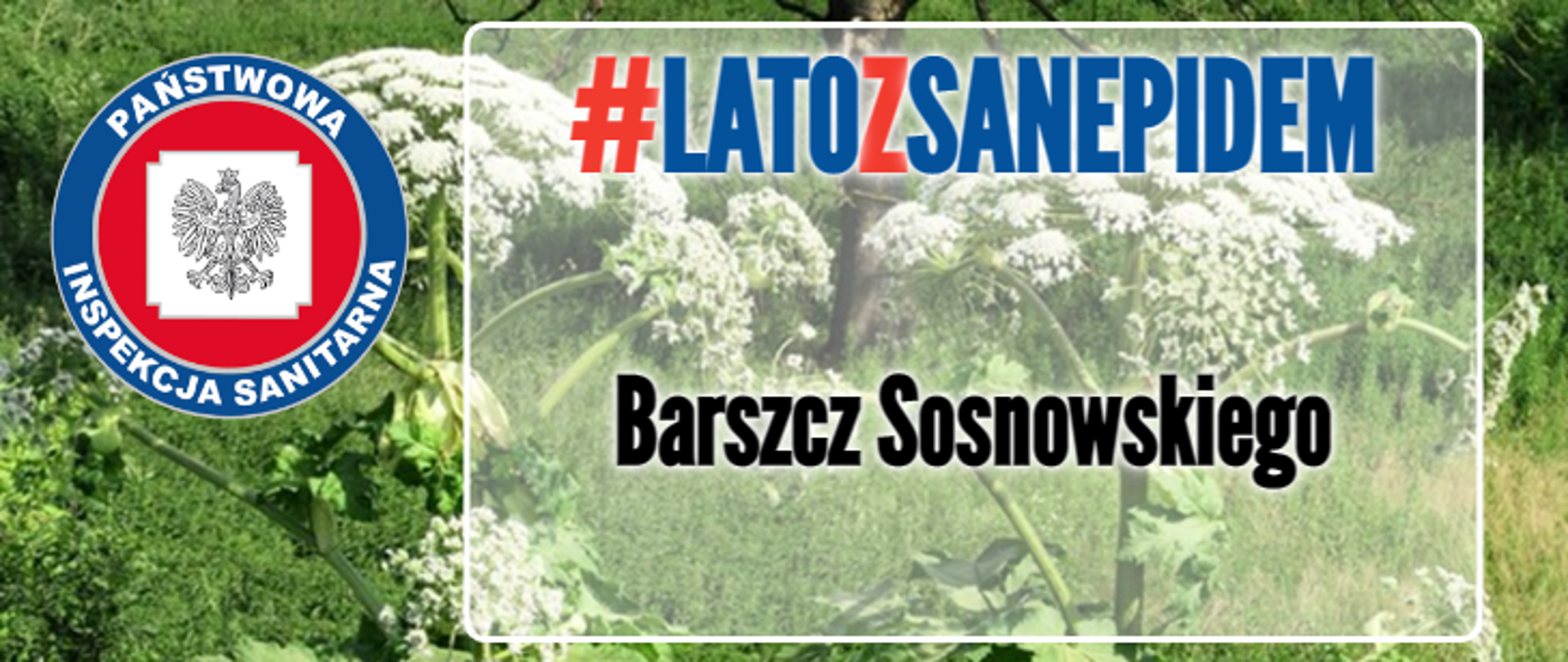 Barszcz sosnowskiego #latozsanepidem