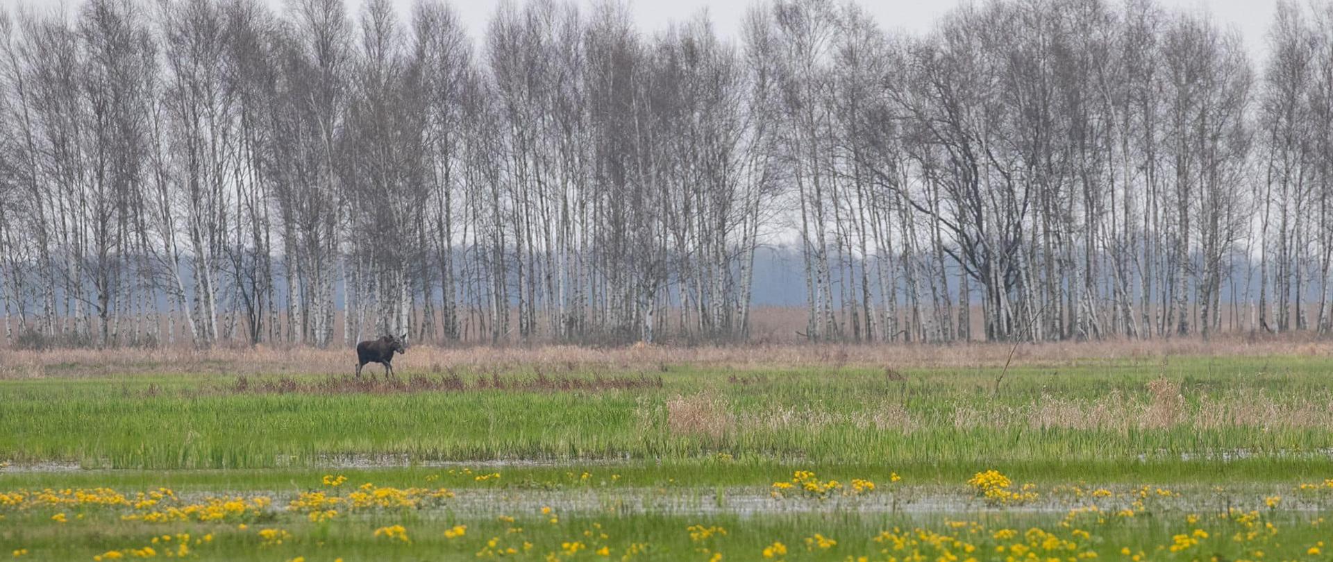 Mokradła Biebrza i Suwalszczyzna