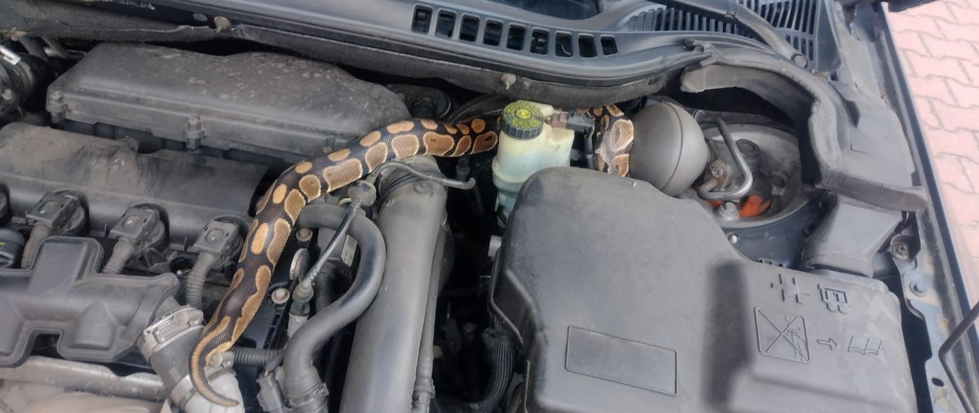 Wąż znajdujący się w komorze silnika samochodu osobowego.