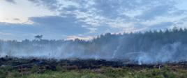 Zdjęcie przedstawia strażaków w czasie działań gaśniczych poszycia lasu. Zdjęcie zrobione po zmierzchu, w oddali widać grupę strażaków, którzy próbują powstrzymać rozprzestrzenianie się pożaru. Nad miejscem, które zostało objęte ogniem unosi się dym. 