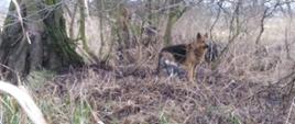 Zdjęcie przedstawia dwa psy (owczarek niemiecki i kundelek) na terenie nieużytków - teren bagnisty. Z lewej strony widoczny kawałek drzewa.