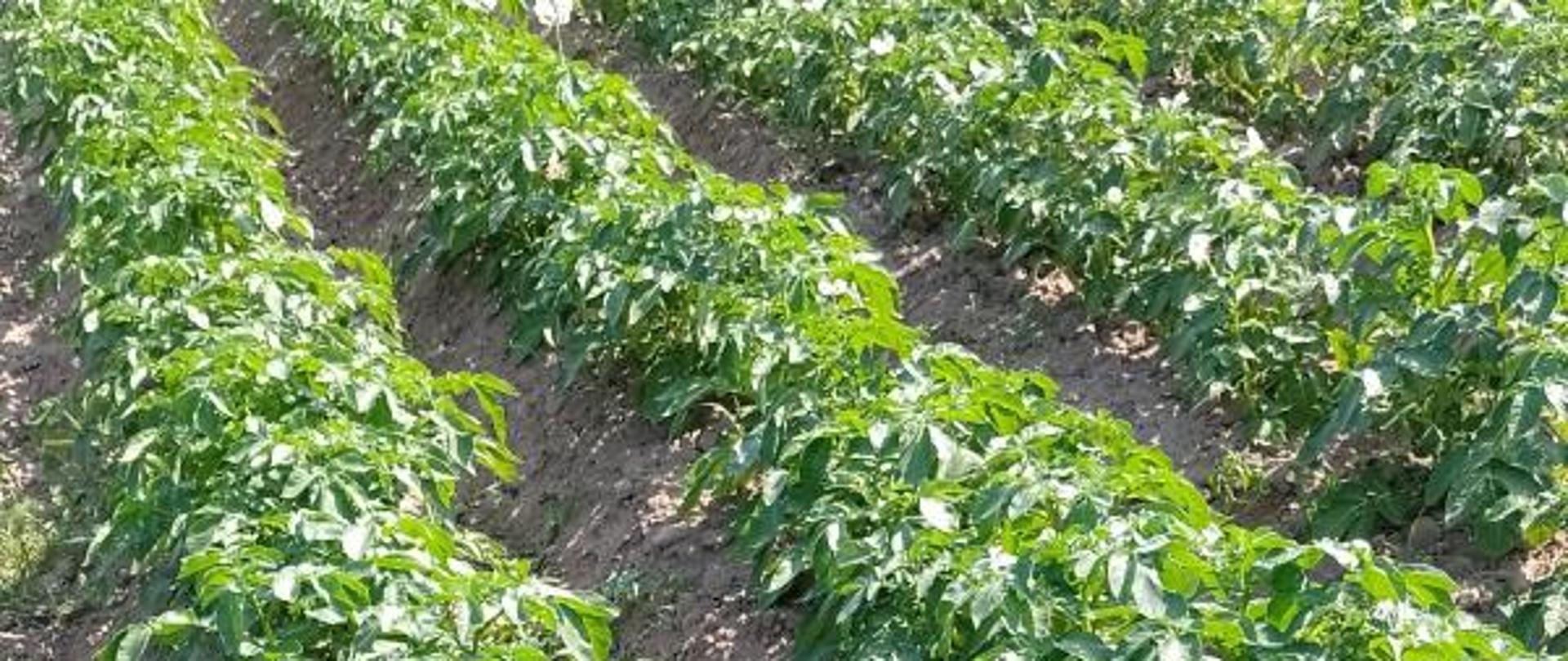 Obsypane rośliny ziemniaka w polu