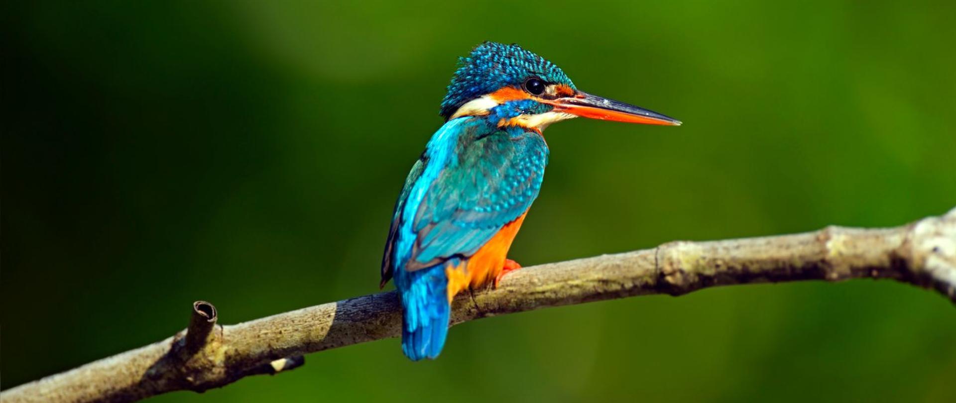 na zdjęciu widoczny jest zimordorek, ptak o niebiesko-pomarańczowym upierzeniu. 