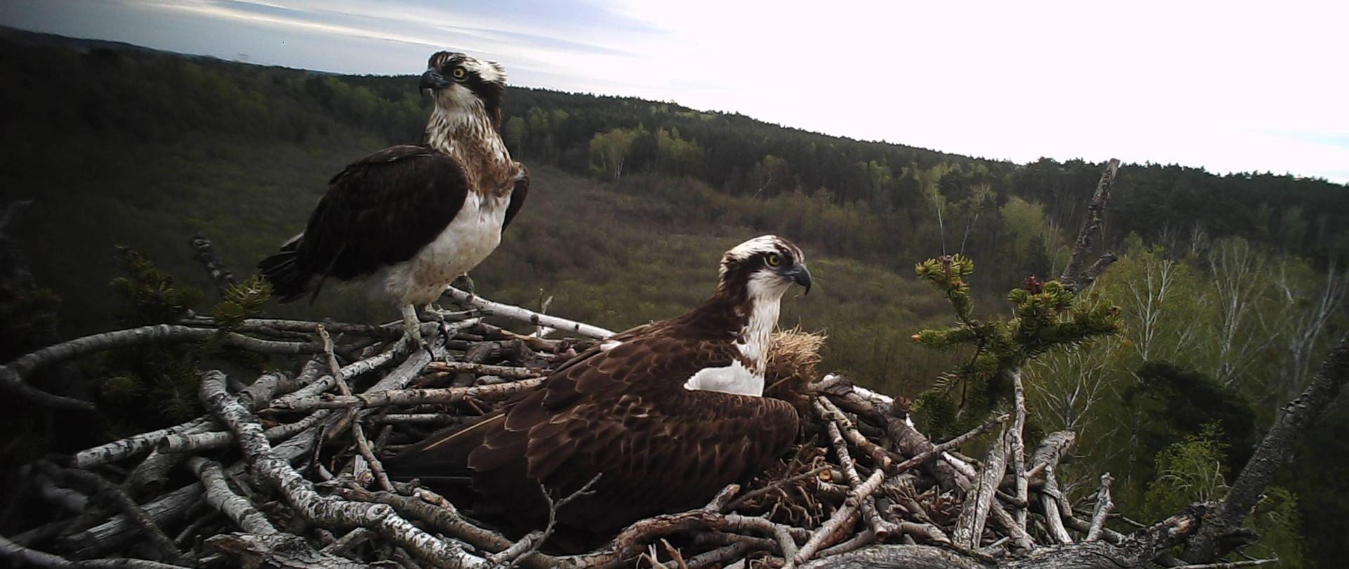 Para ptaków siedzi w gnieździe zbudowanym z gałęzi. Wokół las.
