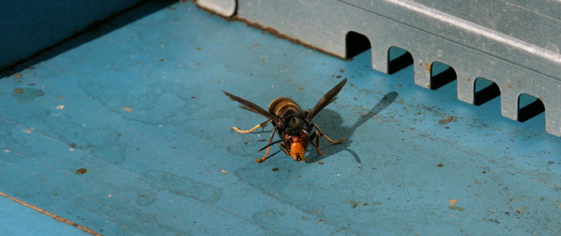 Na zdjeciu Vespa velutina nigrithorax. Głowa w kolorze żółtym, reszta ciała pasiasta w kolorach żółtym i czarnym.