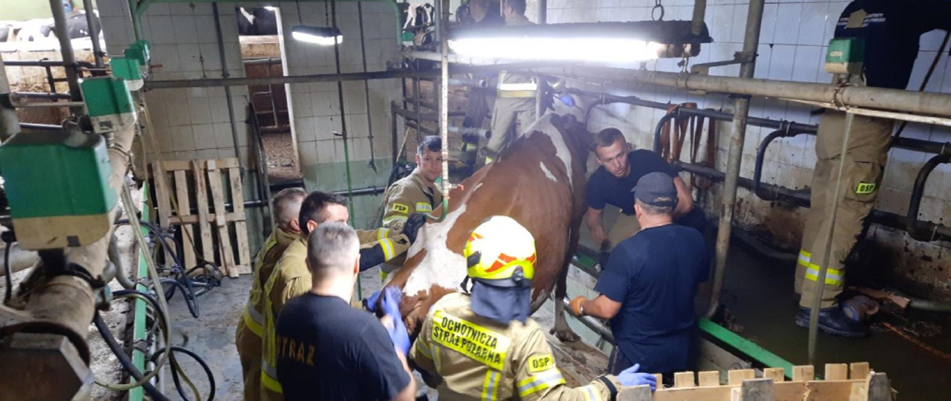 Krowa zaklinowana pomiędzy barierkami ochronnymi w korytarzu hali udojowej. Wokół krowy znajdują się próbujący ją uwolnić strażacy. Część strażaków ubranych w ubrania bojowe, część w ubrania koszarowe z koszulkami krótkimi. Przy krowie znajduję się również właściciel zwierzęcia rozmawiający z jednym ze strażaków. Zdjęcie wykonano w hali udojowej oświetlonej światłem sztucznym.