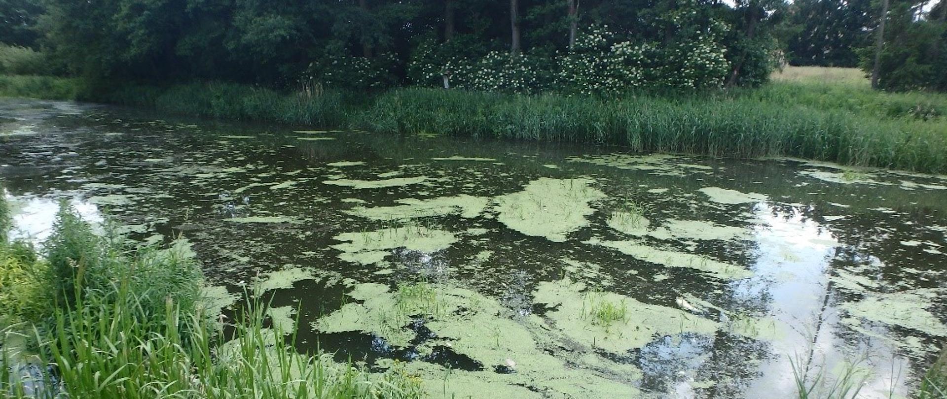 Rzeka Guber przed stopniem wodnym w Sępopolu. Widoczne pojedyncze śnięte ryby. Zielona rzęsa unosząca się na mętnej wodzie w rzece. W tle trzciny i drzewa.