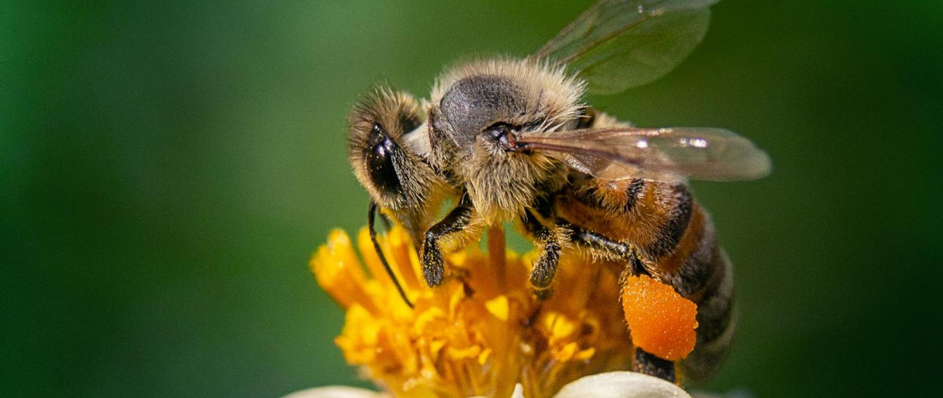 pszczoła