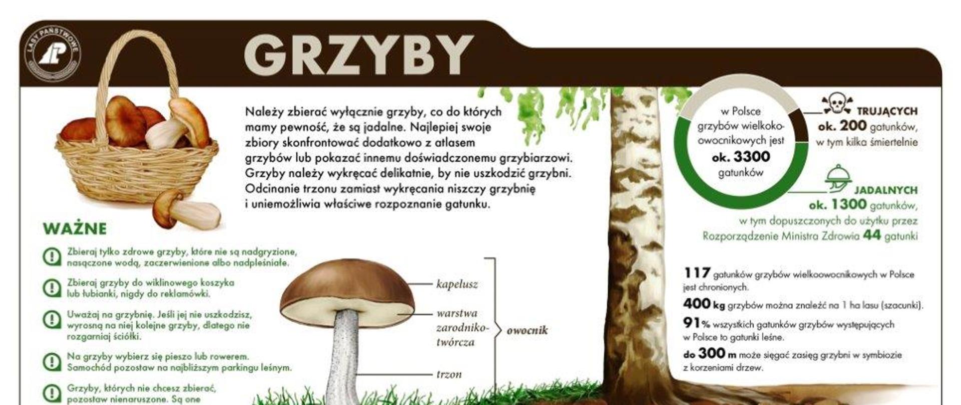 Grzyby