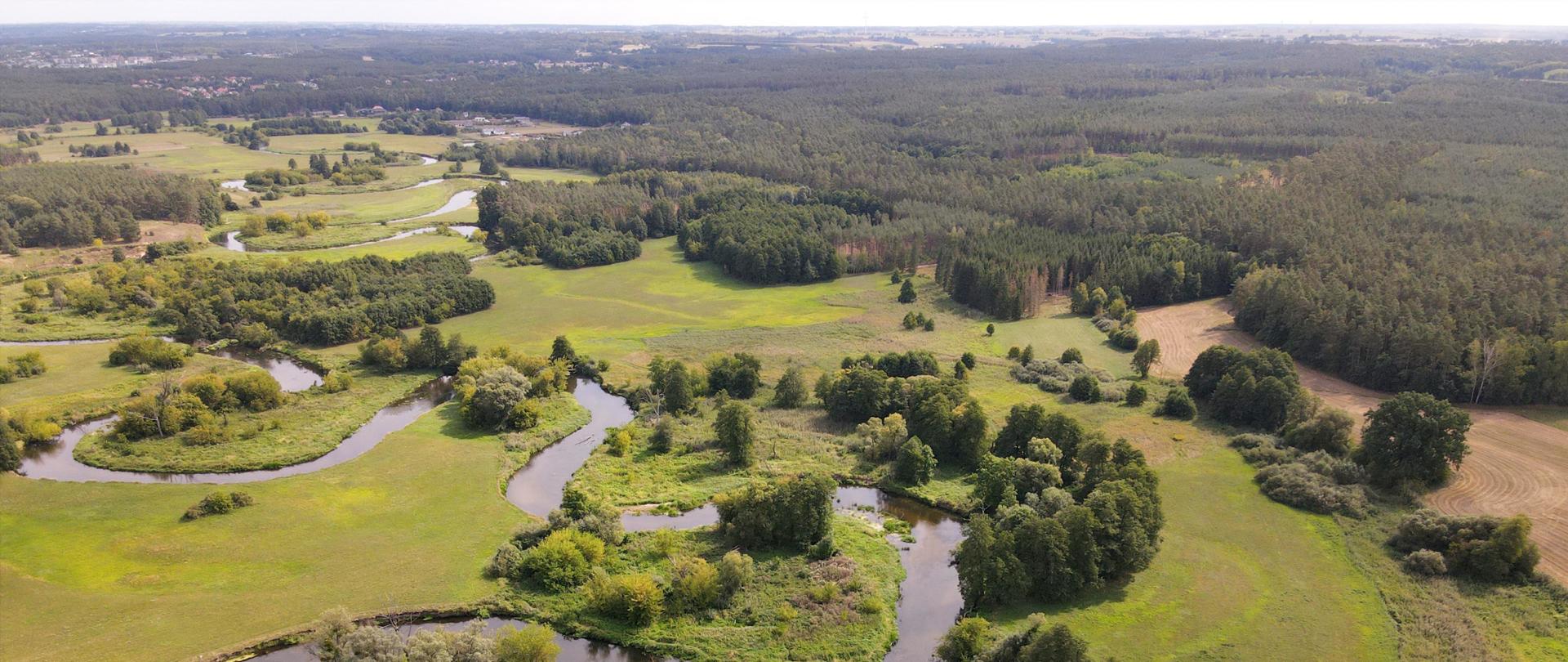Drwęca w okolicach Golubia Dobrzynia