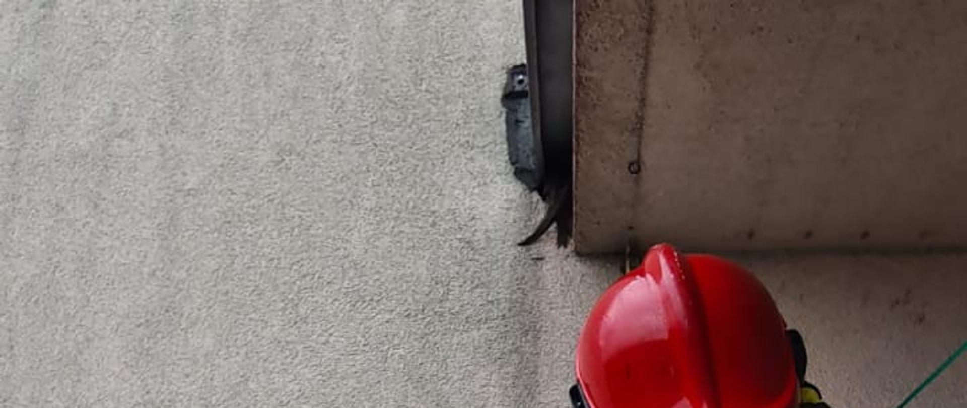 Strażak wspina się do uwięzionego ptaka