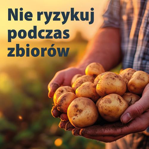 Obrazek w kolorach zachodzącego słońca. Dłonie rolnika trzymające świeżo zebrane ziemniaki.