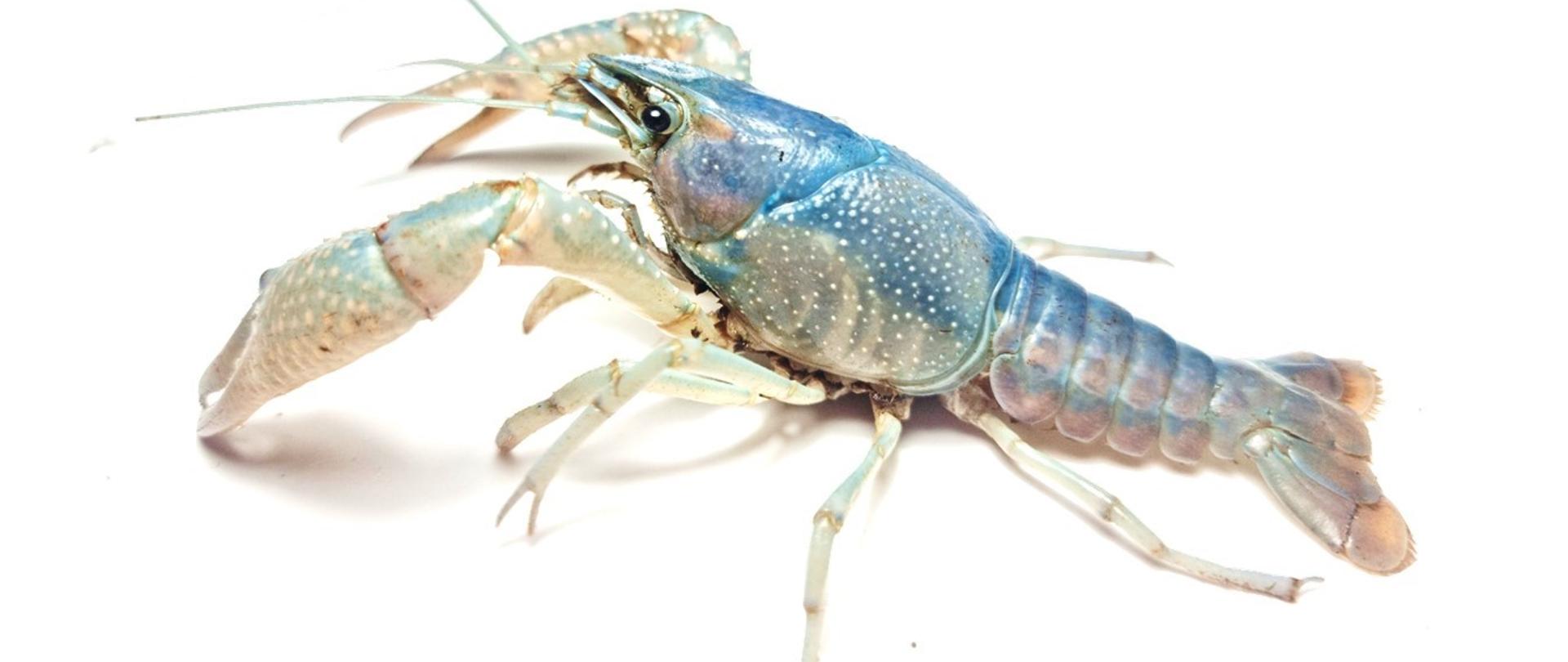 inwazyjny gatunek raka