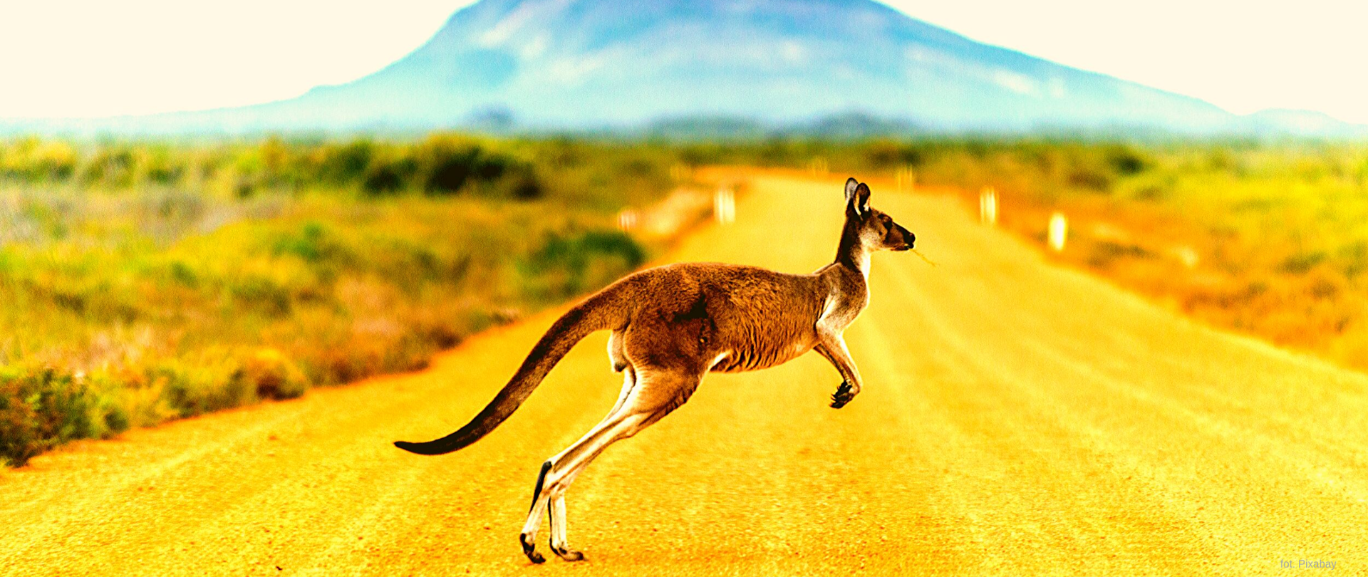 Skaczący kangur na drodze.