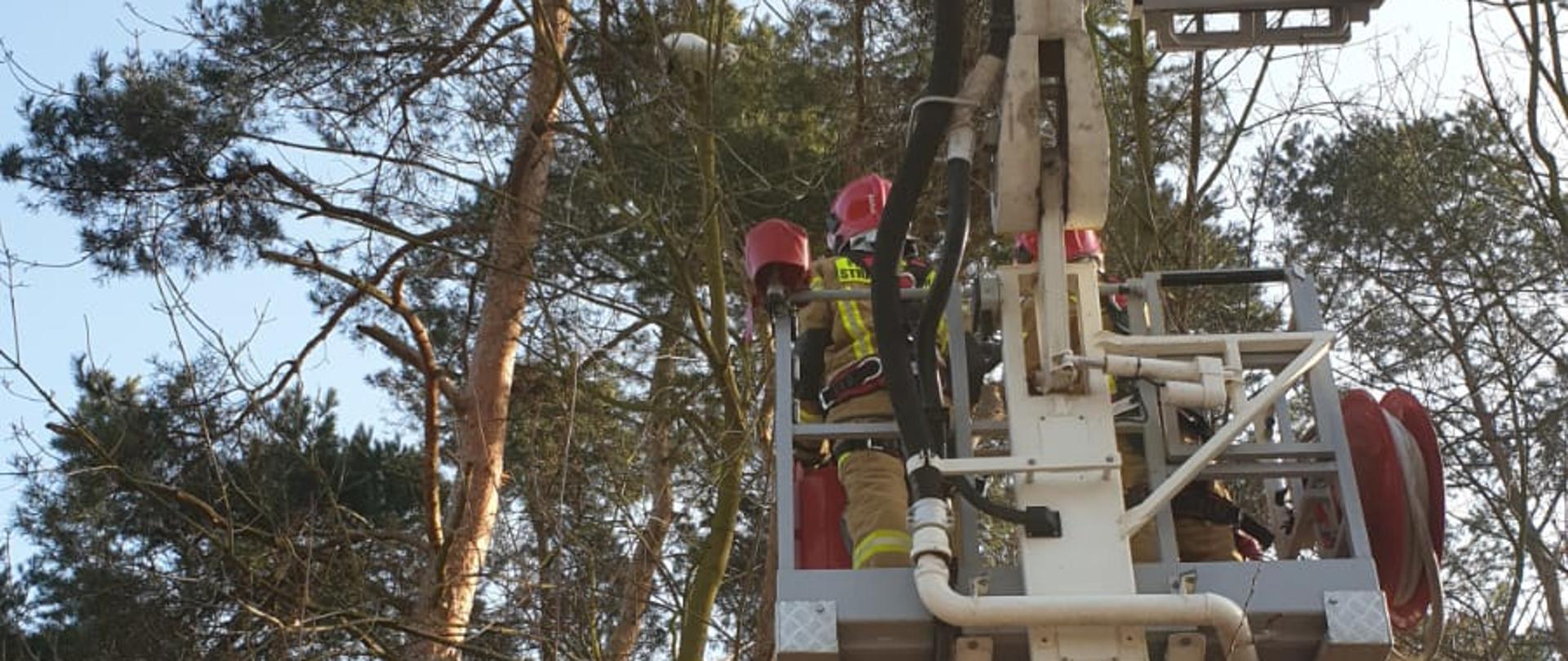 Zdjęcie przedstawia kosz podnośnika hydraulicznego samochodu specjalnego, w którym znajdują się dwaj strażacy w ubraniach specjalnych, zabezpieczeni w sprzęt ratownictwa wysokościowego. W tle znajdują się drzewa. Na jednym z nich na wysokości ok. 15m znajduje się biały kot.