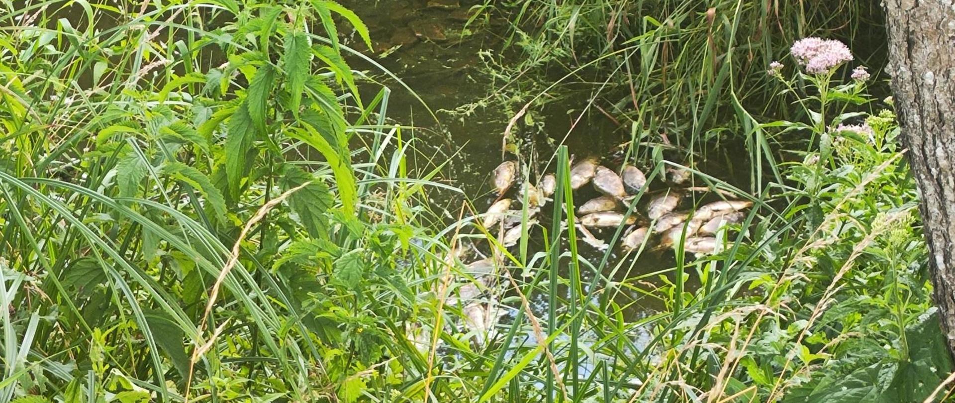 Na tle widoczna roślinność oraz rzeka na której widać martwe ryby.