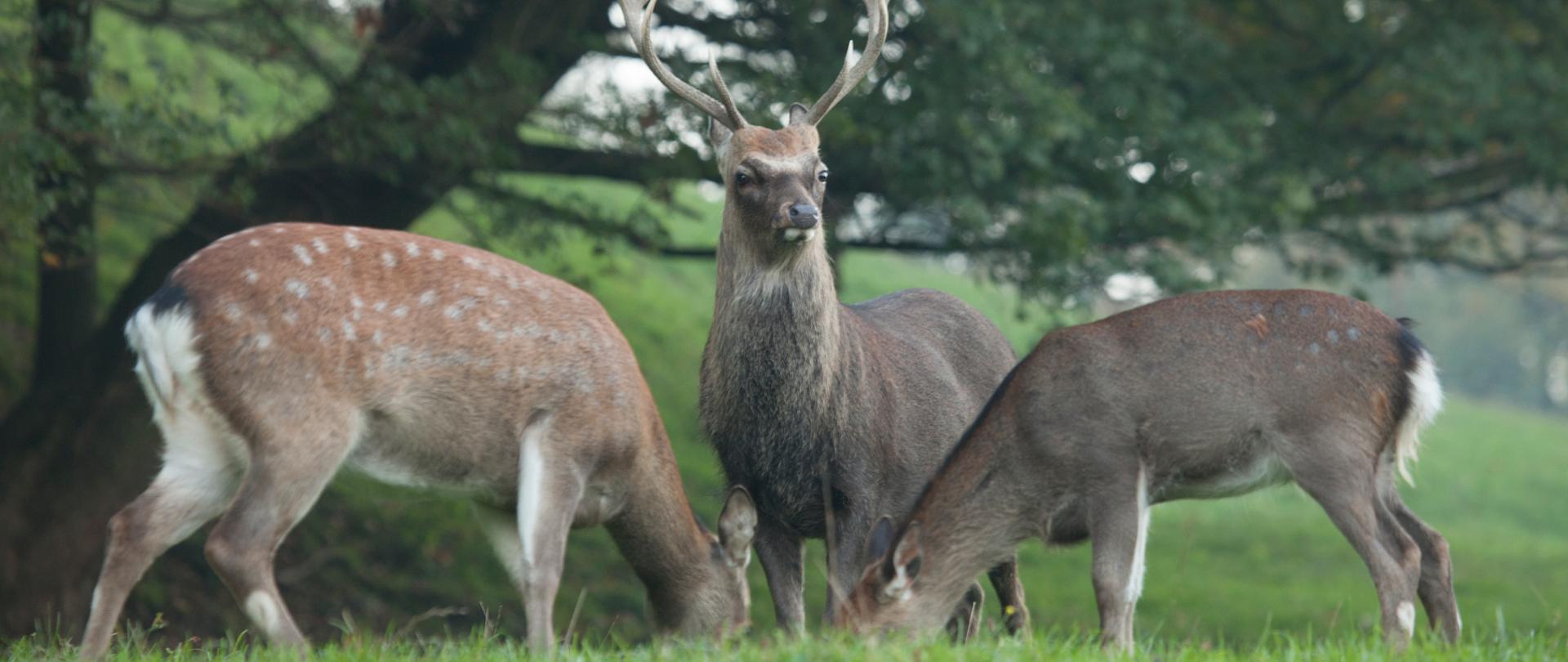 Na zdjęciu trzy osobniki jelenia sika, w tle zielona roślinność.