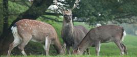 Na zdjęciu trzy osobniki jelenia sika, w tle zielona roślinność.
