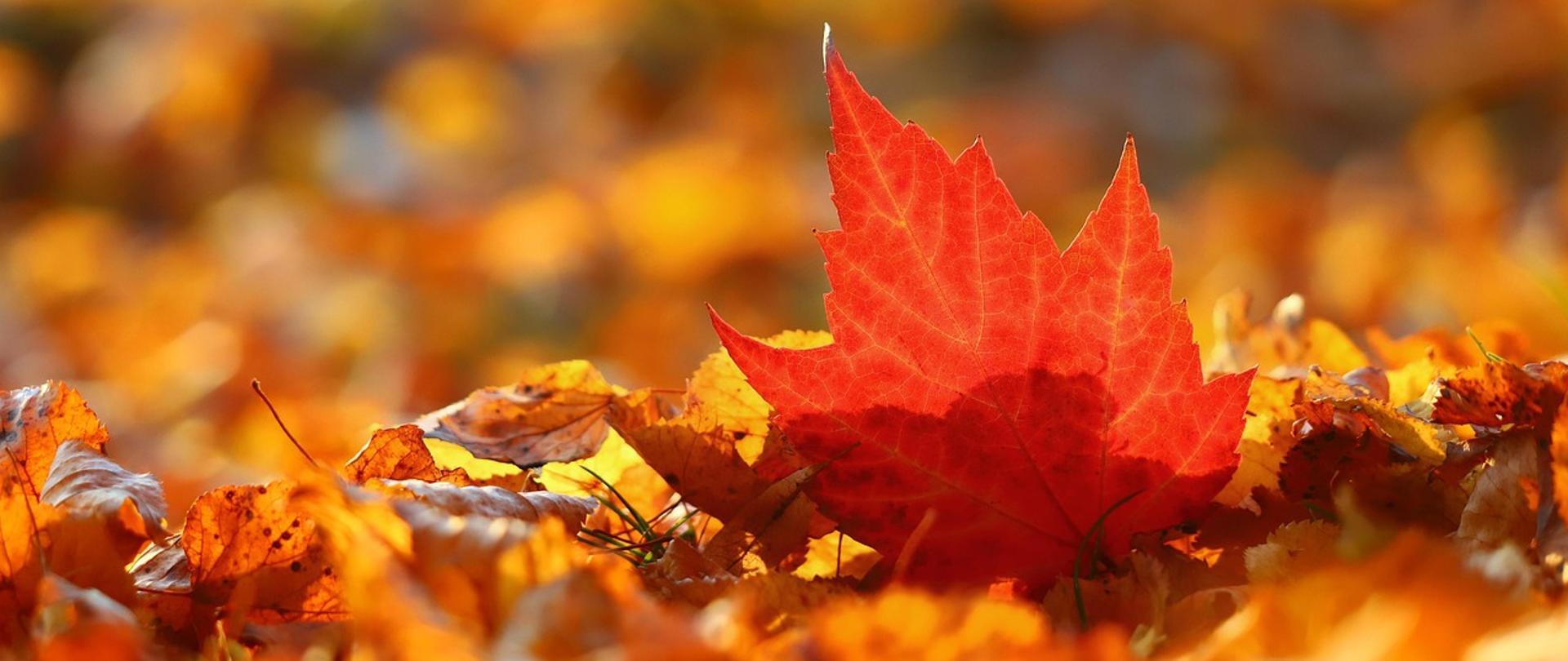 jesień_bez_infekcji