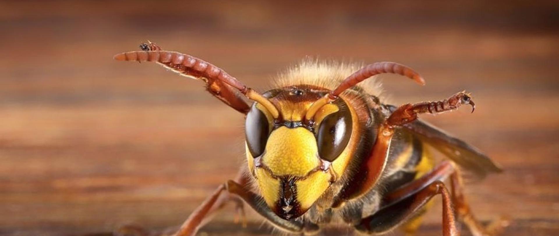 Na zdjęciu widoczny jest owad - szerszeń