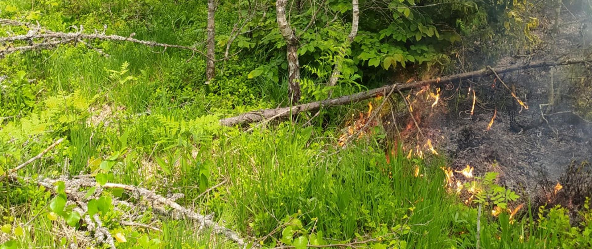 Na tle zielonej trawy pośród brzózek pali się poszycie.