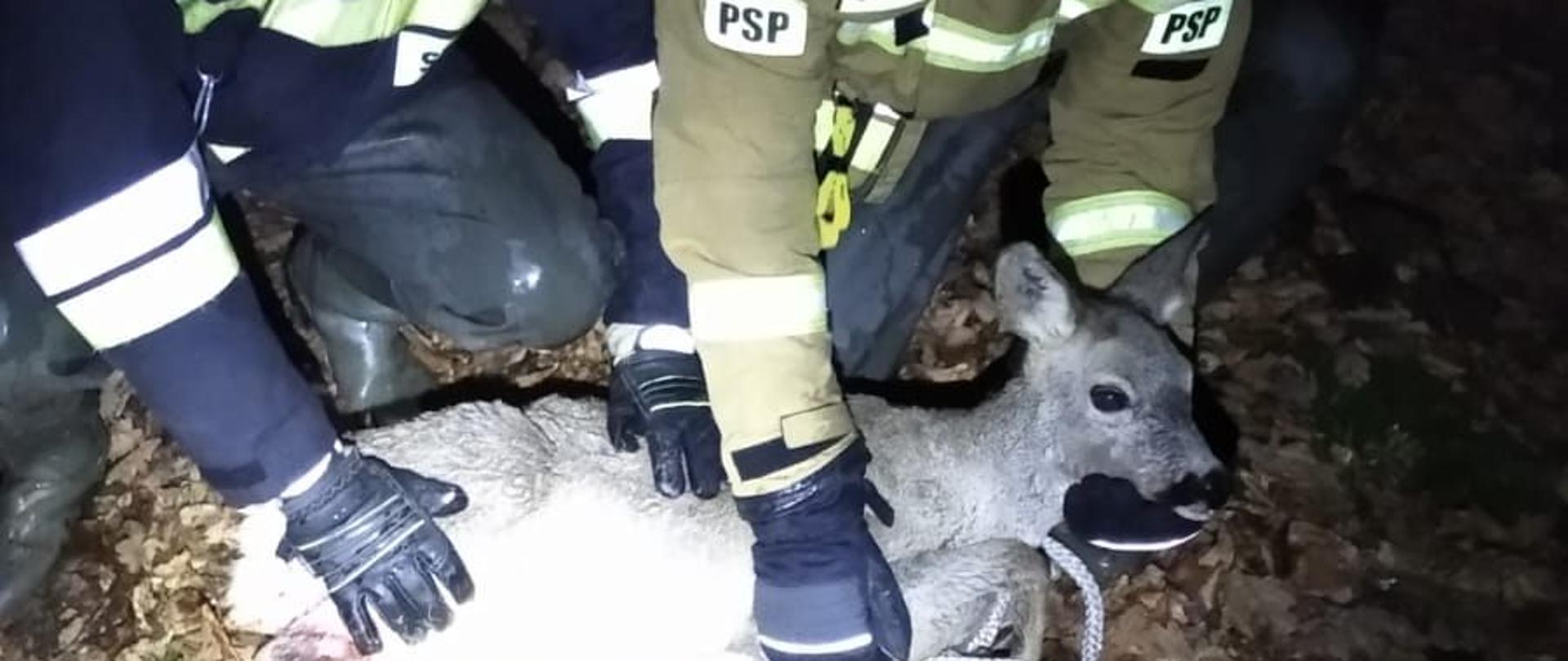 Zdjęcie przedstawia strażaków ratowników trzymających uratowaną z rzeki sarnę. Ratownicy ubrani w ubrania specjalne w kolorze żółtym i granatowym z odblaskowymi elementami. Obok nich leży na ściółce leśnej uratowane zwierzę. Zdjęcie wykonane w porze nocnej.