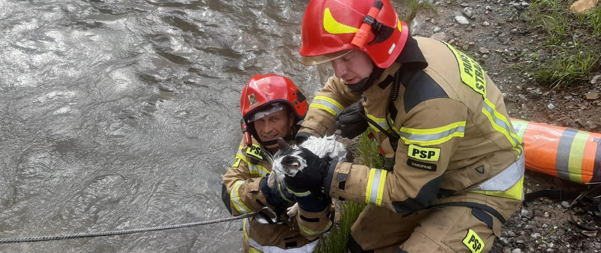 Zakopane – kot w korycie potoku