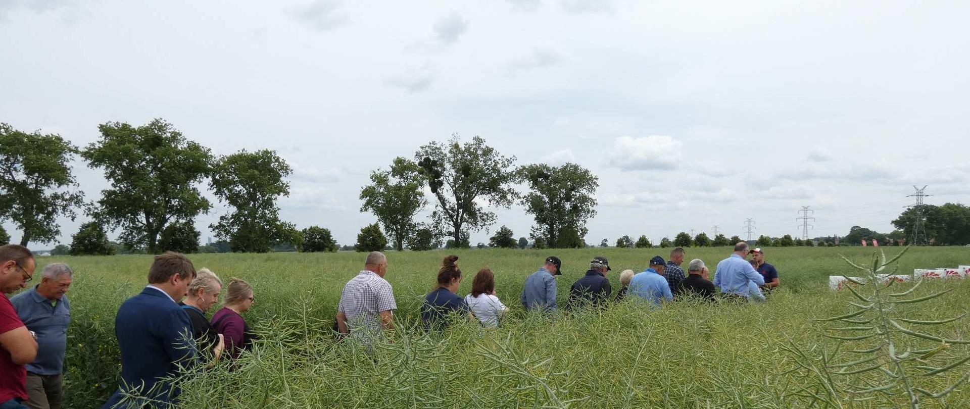 uczestnicy Dni Pola wśród pól rzepaku