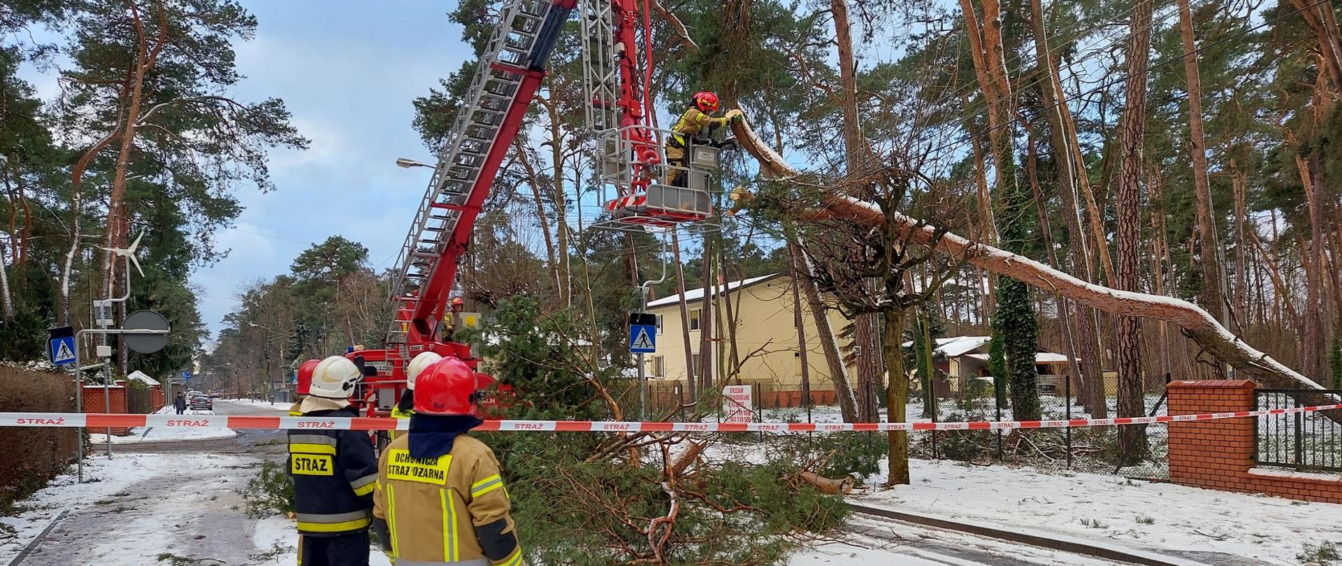 Zdjęcie przedstawia pracujących strażaków na wysokości podczas ścinania drzewa