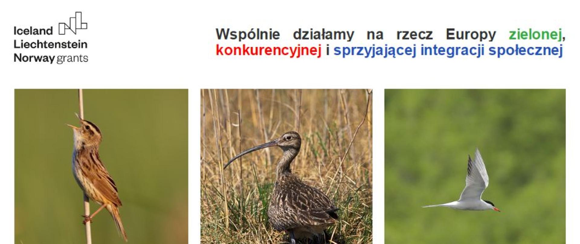 Projekt MF EOG „Ptasie Horyzonty - czynna ochrona zagrożonych gatunków ptaków na Polesiu Lubelskim”