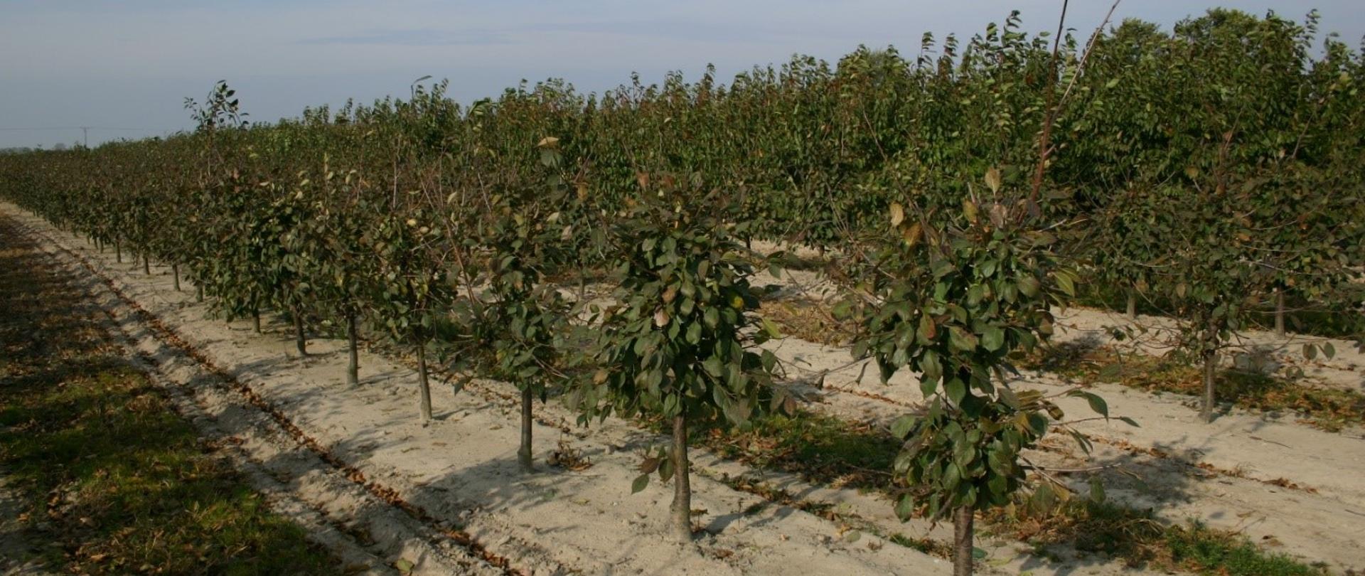 Sad zraźnikowy po cięciu