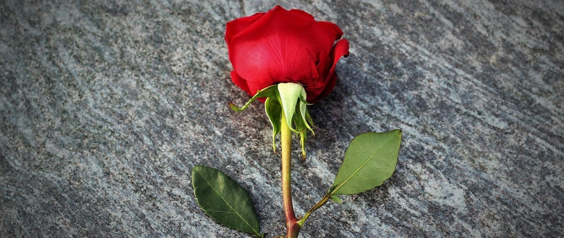 Czerwona róża na płycie granitowej