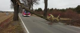 Usuwanie skutków silnych wiatrów- powalone drzewo na drodze