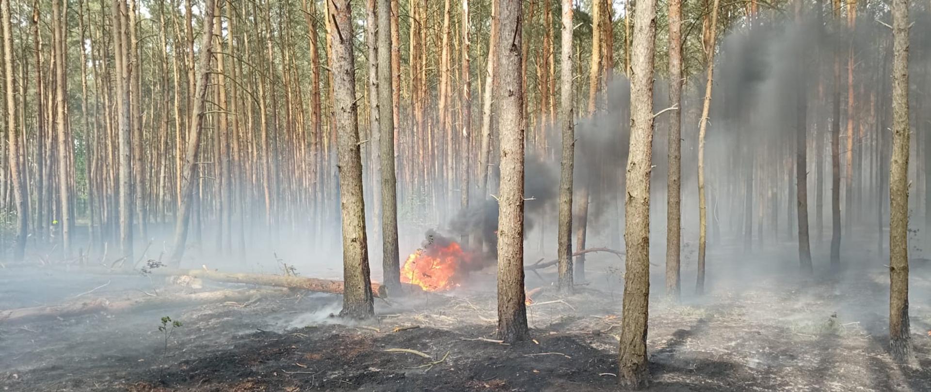 Spalona ścioła w lesie sosnowym 