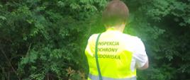 Inspektor WIOŚ w Rzeszowie w trakcie działań w związku z zanieczyszczeniem potoku Czernisławka w Odrzechowej 