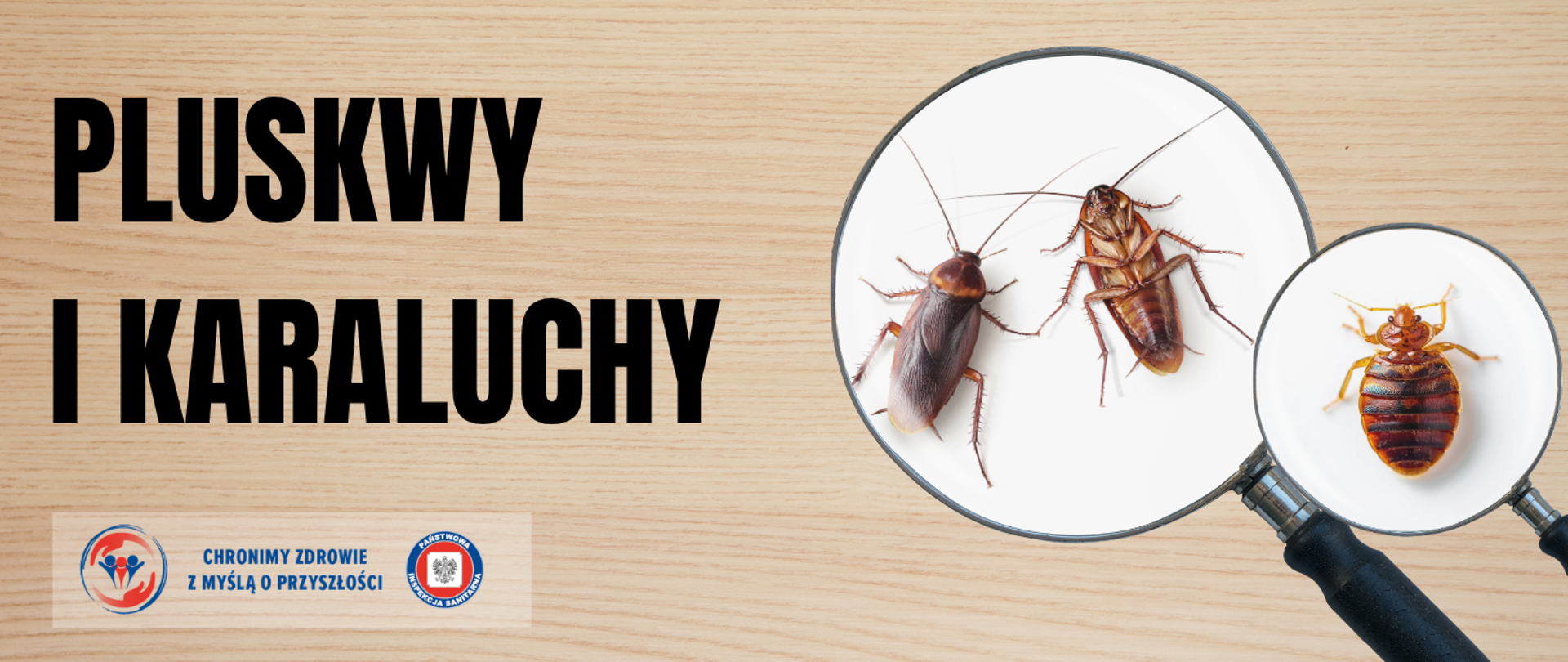 Pluskwy i karaluchy