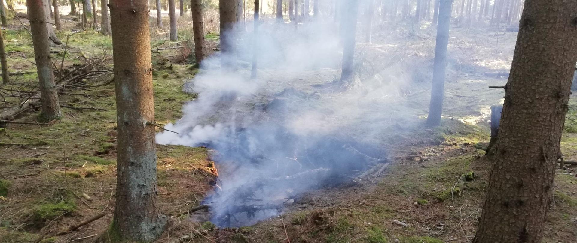 Na zdjęciu widać pożar torfowiska znajdującego się w lesie
