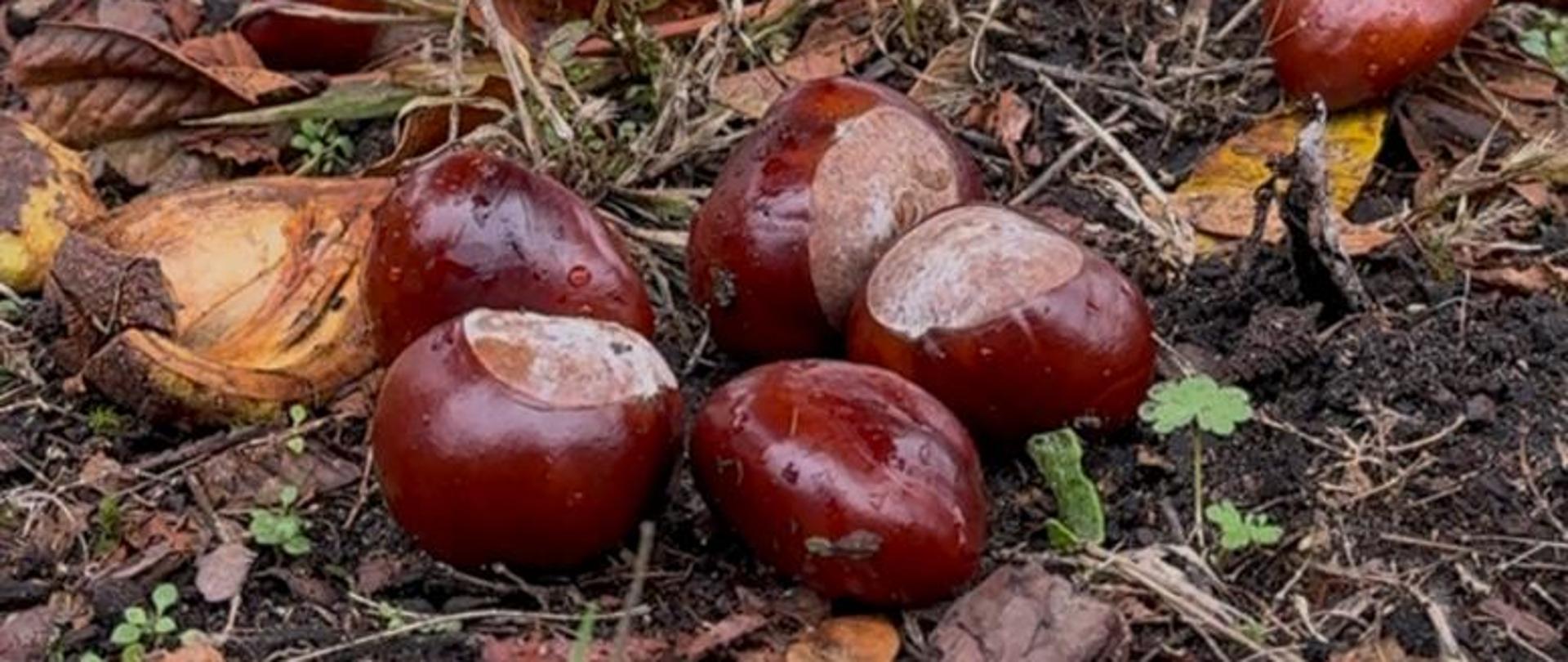 Polskie kasztany – jesienna moc natury i zdrowia