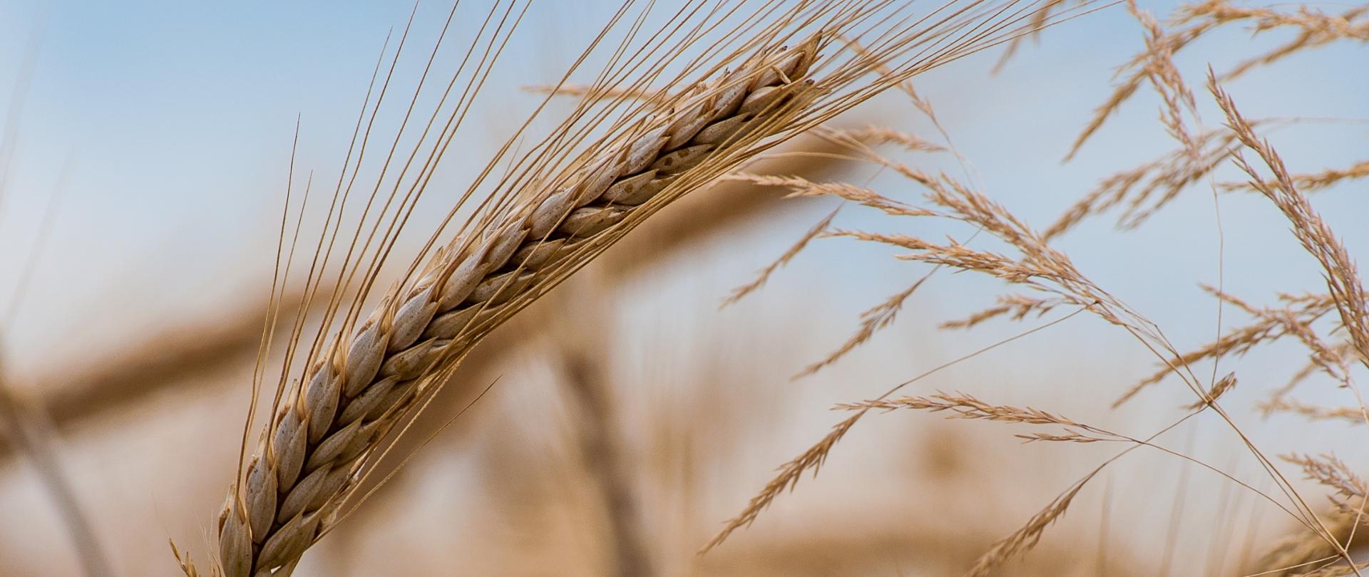 A selective focus shot of a wheat crop on the field with a blurred background