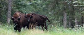Żubry. Białowieski Park Narodowy Zdj. Adam Wajrak
