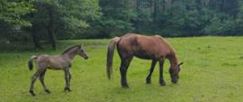 Na zdjęciu widać uratowaną klacz z źrebakiem, które wspólnie pasą się na polanie.