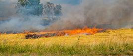 pali się zboże, widać kłęby dymu